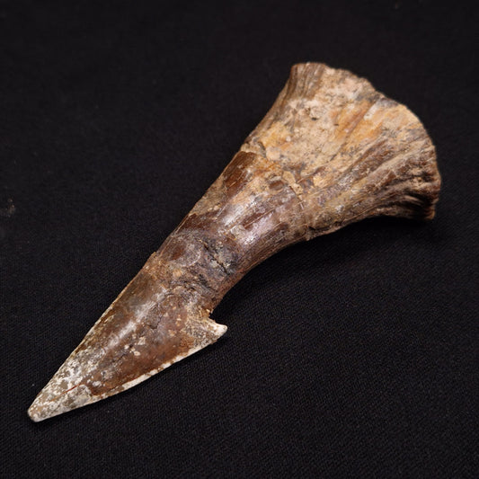 SAWFISH ROSTRAL BARB FOSSIL, Late Cretaceous, Morocco XSF001