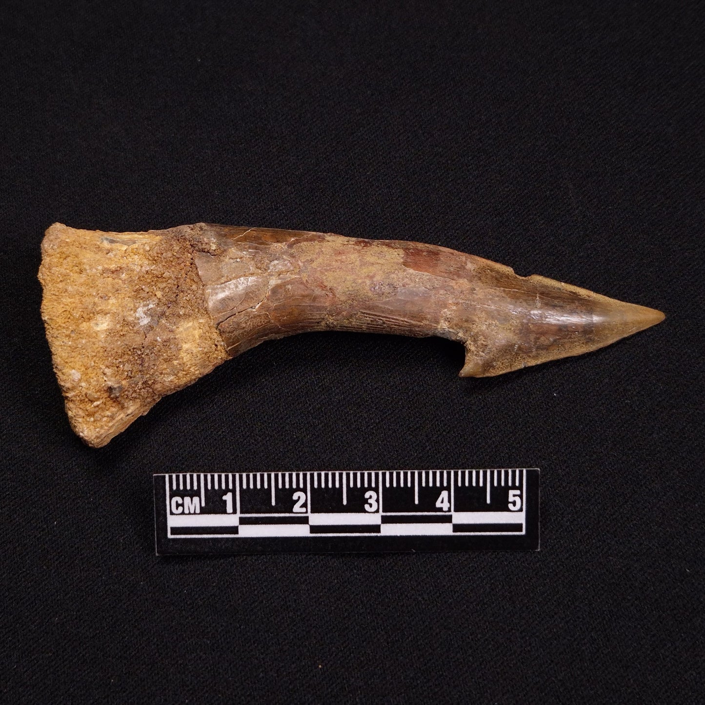 SAWFISH ROSTRAL BARB FOSSIL, Late Cretaceous, Morocco XSF002