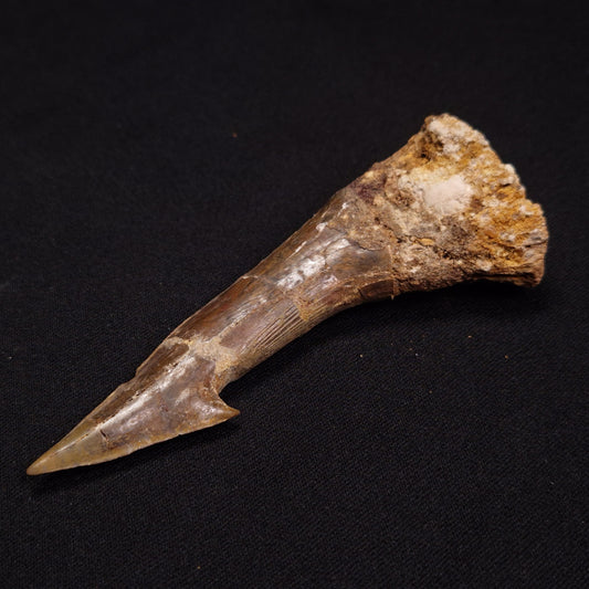 SAWFISH ROSTRAL BARB FOSSIL, Late Cretaceous, Morocco XSF002