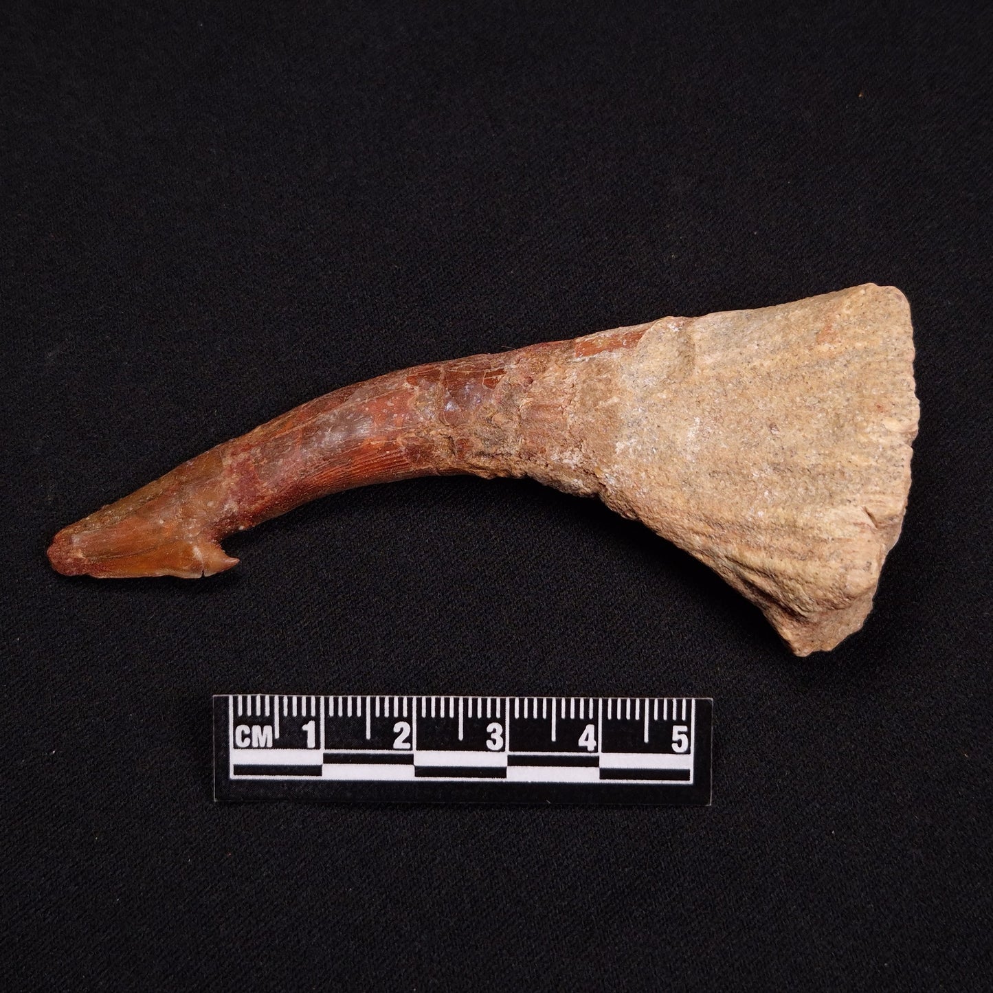 SAWFISH ROSTRAL BARB FOSSIL, Late Cretaceous, Morocco XSF003