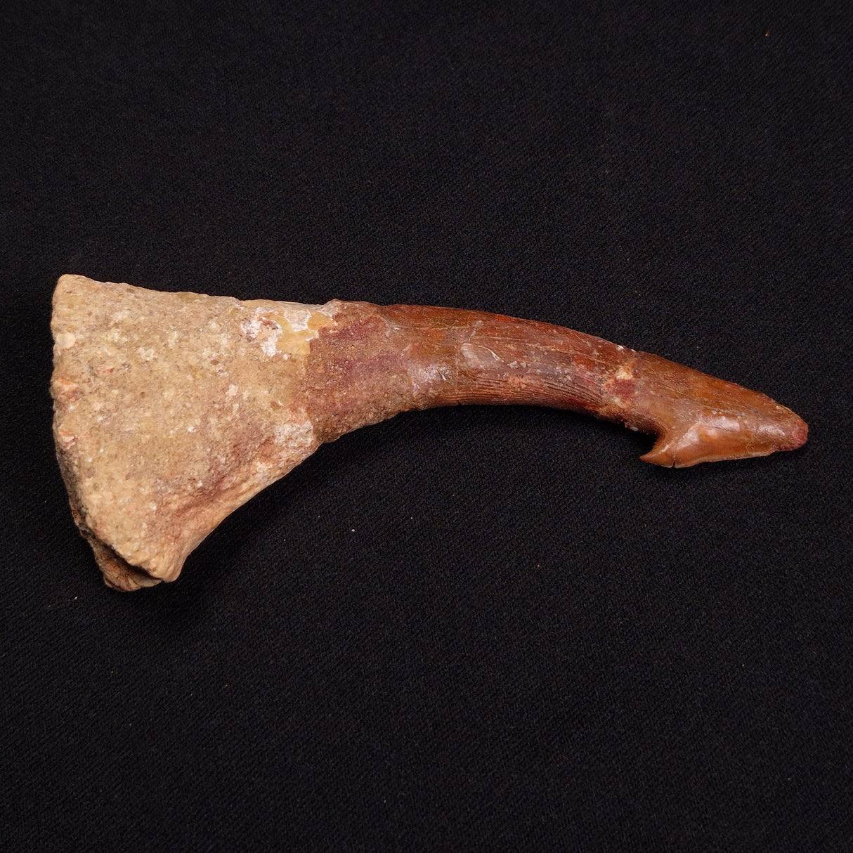 SAWFISH ROSTRAL BARB FOSSIL, Late Cretaceous, Morocco XSF003