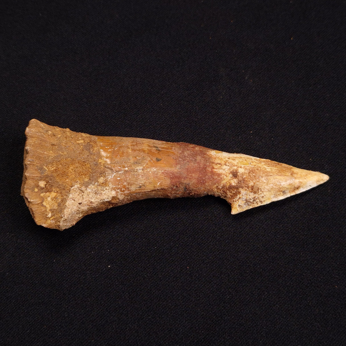 SAWFISH ROSTRAL BARB FOSSIL, Late Cretaceous, Morocco XSF004