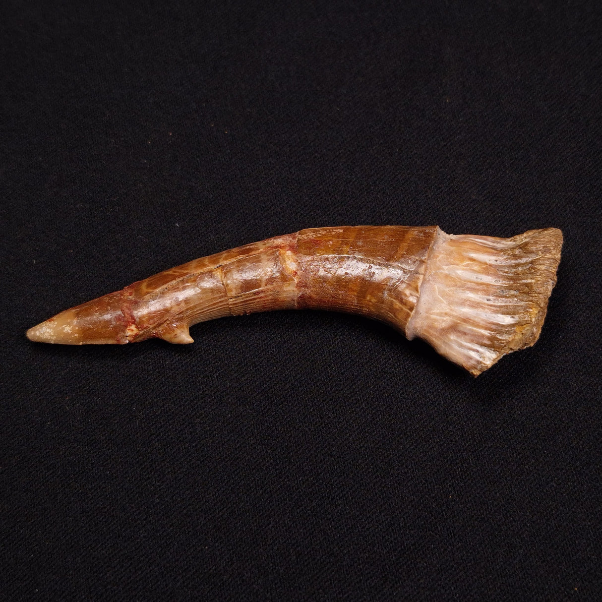 SAWFISH ROSTRAL BARB FOSSIL, Late Cretaceous, Morocco XSF005
