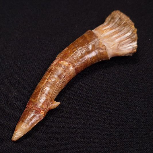 SAWFISH ROSTRAL BARB FOSSIL, Late Cretaceous, Morocco XSF005