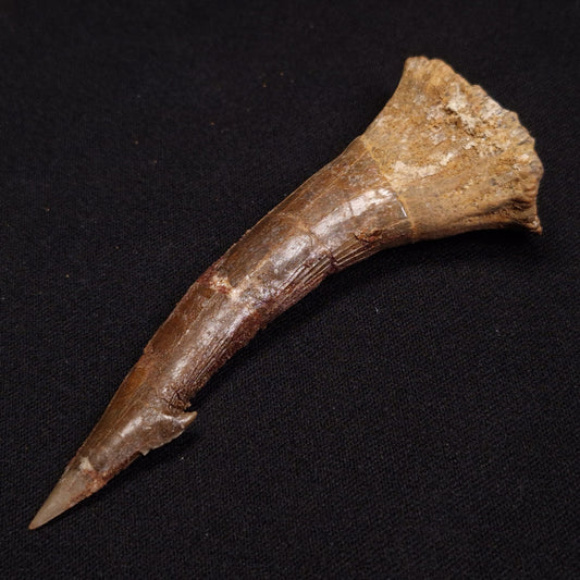 SAWFISH ROSTRAL BARB FOSSIL, Late Cretaceous, Morocco XSF006