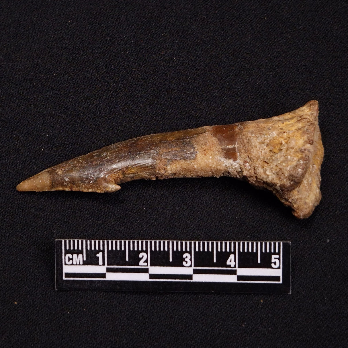SAWFISH ROSTRAL BARB FOSSIL, Late Cretaceous, Morocco XSF007