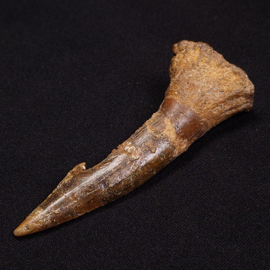 SAWFISH ROSTRAL BARB FOSSIL, Late Cretaceous, Morocco XSF007