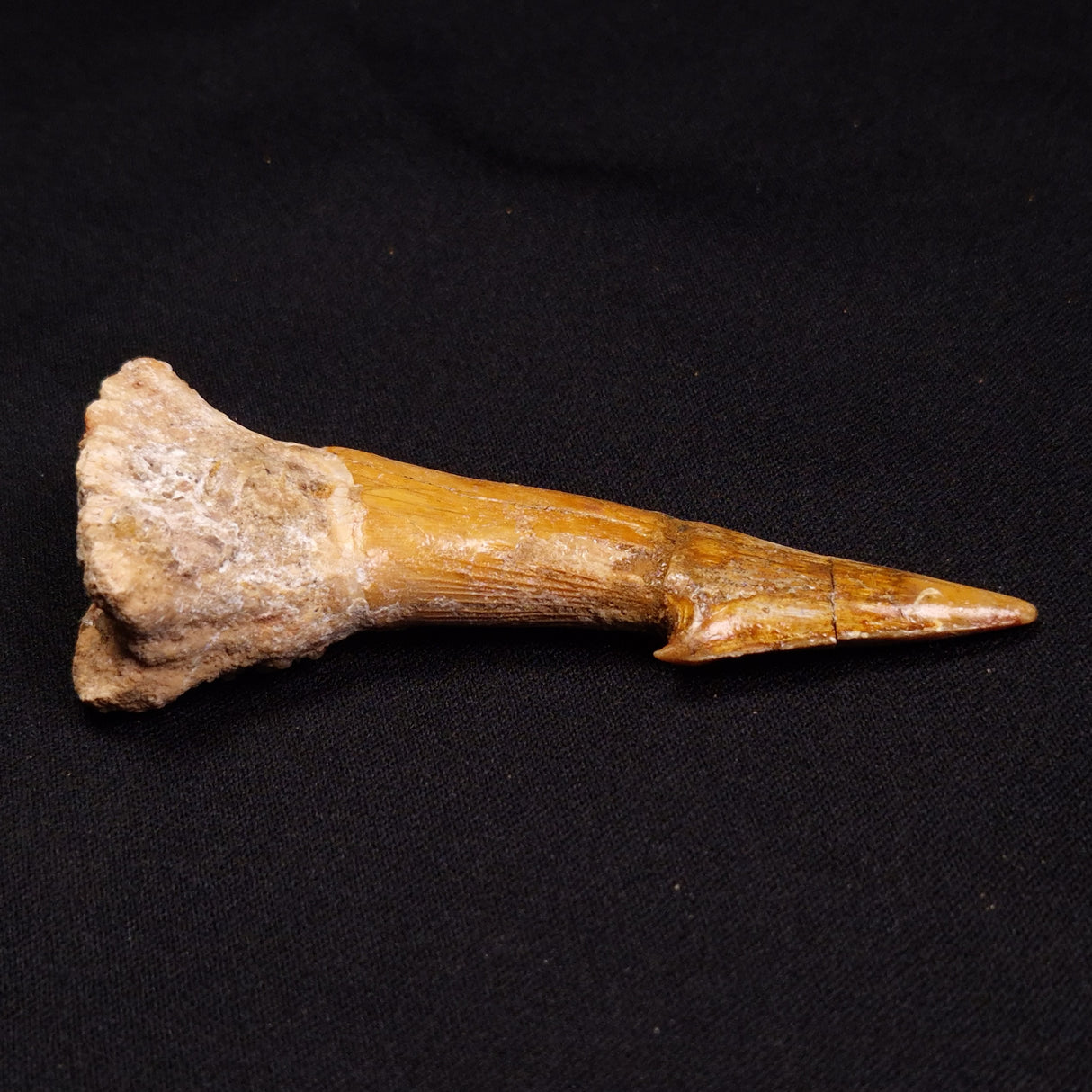 SAWFISH ROSTRAL BARB FOSSIL, Late Cretaceous, Morocco XSF008