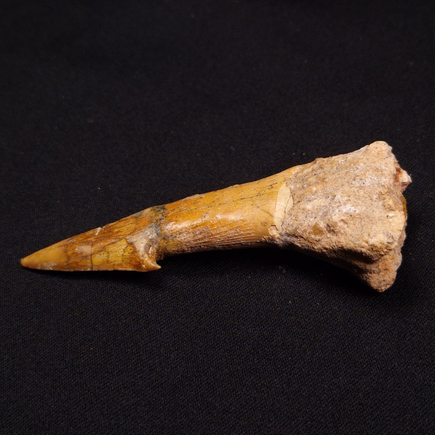 SAWFISH ROSTRAL BARB FOSSIL, Late Cretaceous, Morocco XSF008