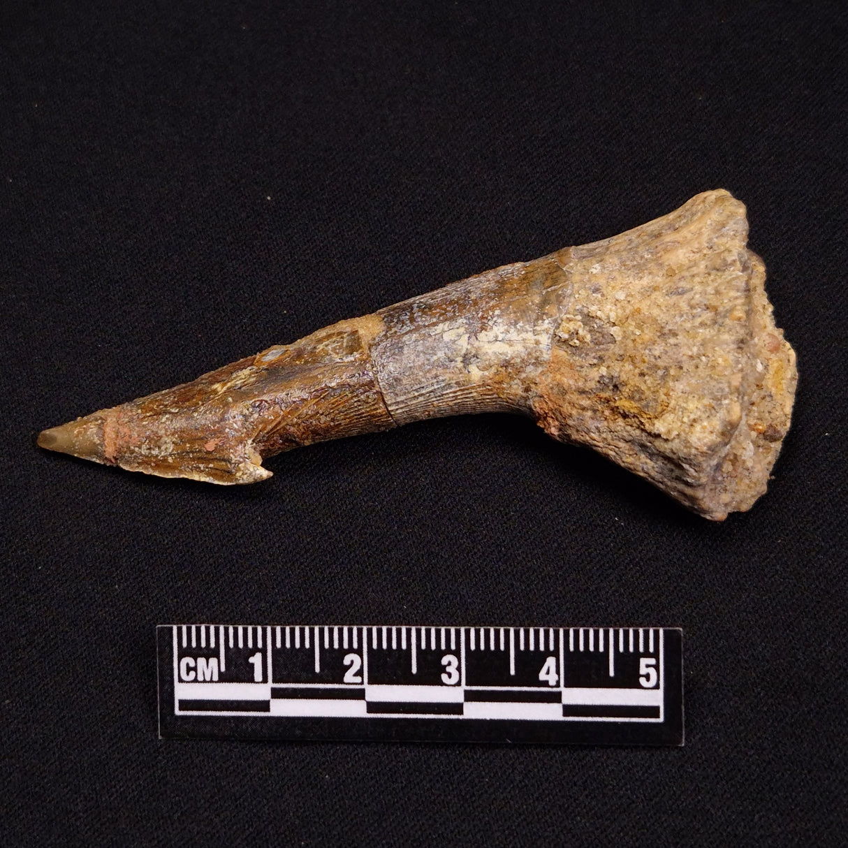 SAWFISH ROSTRAL BARB FOSSIL, Late Cretaceous, Morocco XSF009