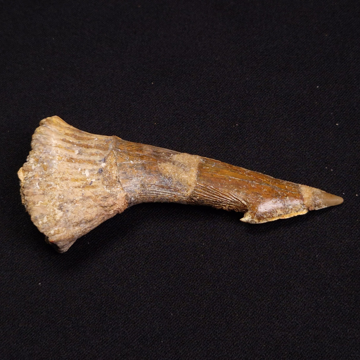 SAWFISH ROSTRAL BARB FOSSIL, Late Cretaceous, Morocco XSF009