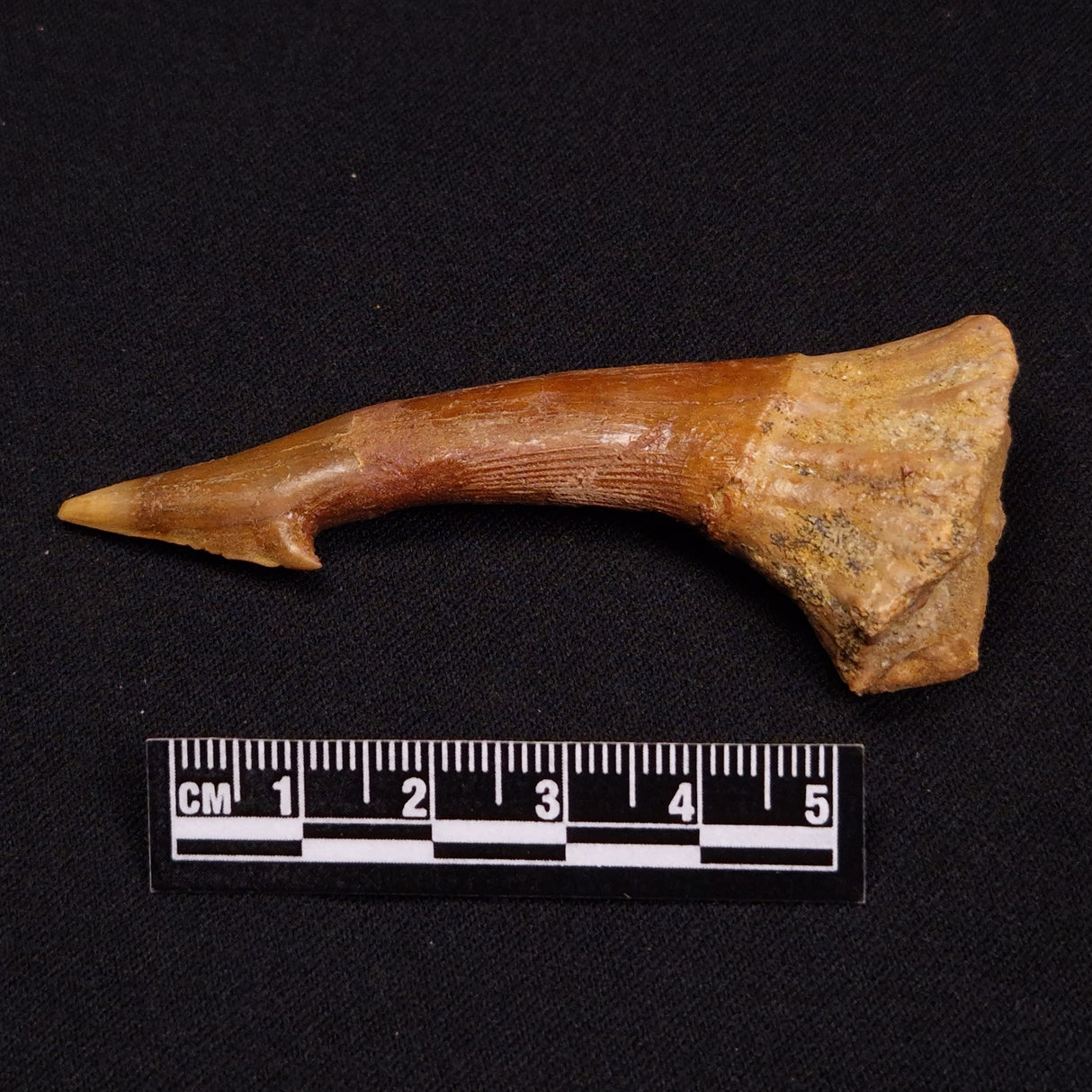 SAWFISH ROSTRAL BARB FOSSIL, Late Cretaceous, Morocco XSF010