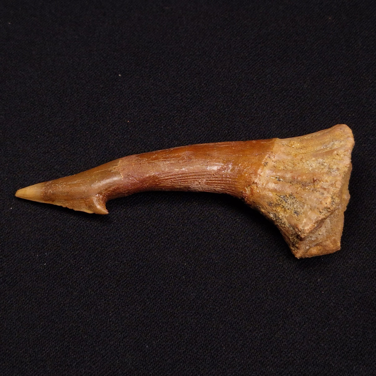 SAWFISH ROSTRAL BARB FOSSIL, Late Cretaceous, Morocco XSF010