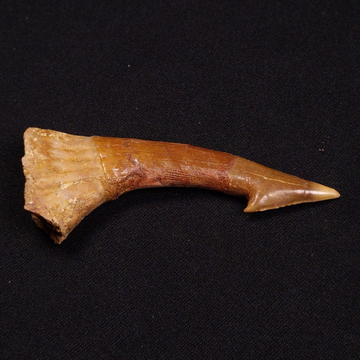 SAWFISH ROSTRAL BARB FOSSIL, Late Cretaceous, Morocco XSF010