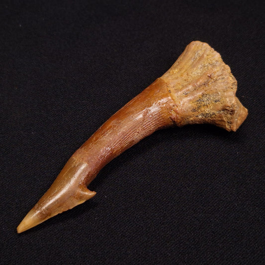 SAWFISH ROSTRAL BARB FOSSIL, Late Cretaceous, Morocco XSF010