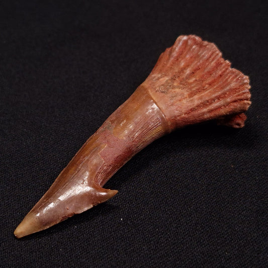 SAWFISH ROSTRAL BARB FOSSIL, Late Cretaceous, Morocco XSF011