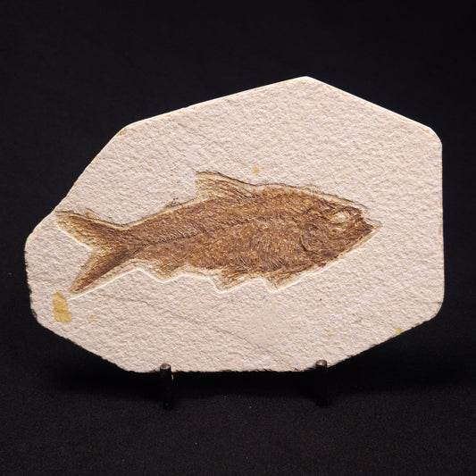 FISH FOSSIL KNIGHTIA ALTA, Eocene, USA XFW001