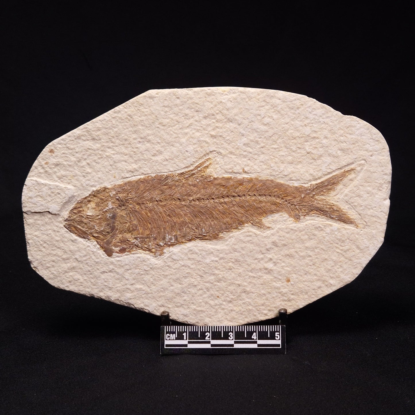 FISH FOSSIL KNIGHTIA ALTA, Eocene, USA XFW002