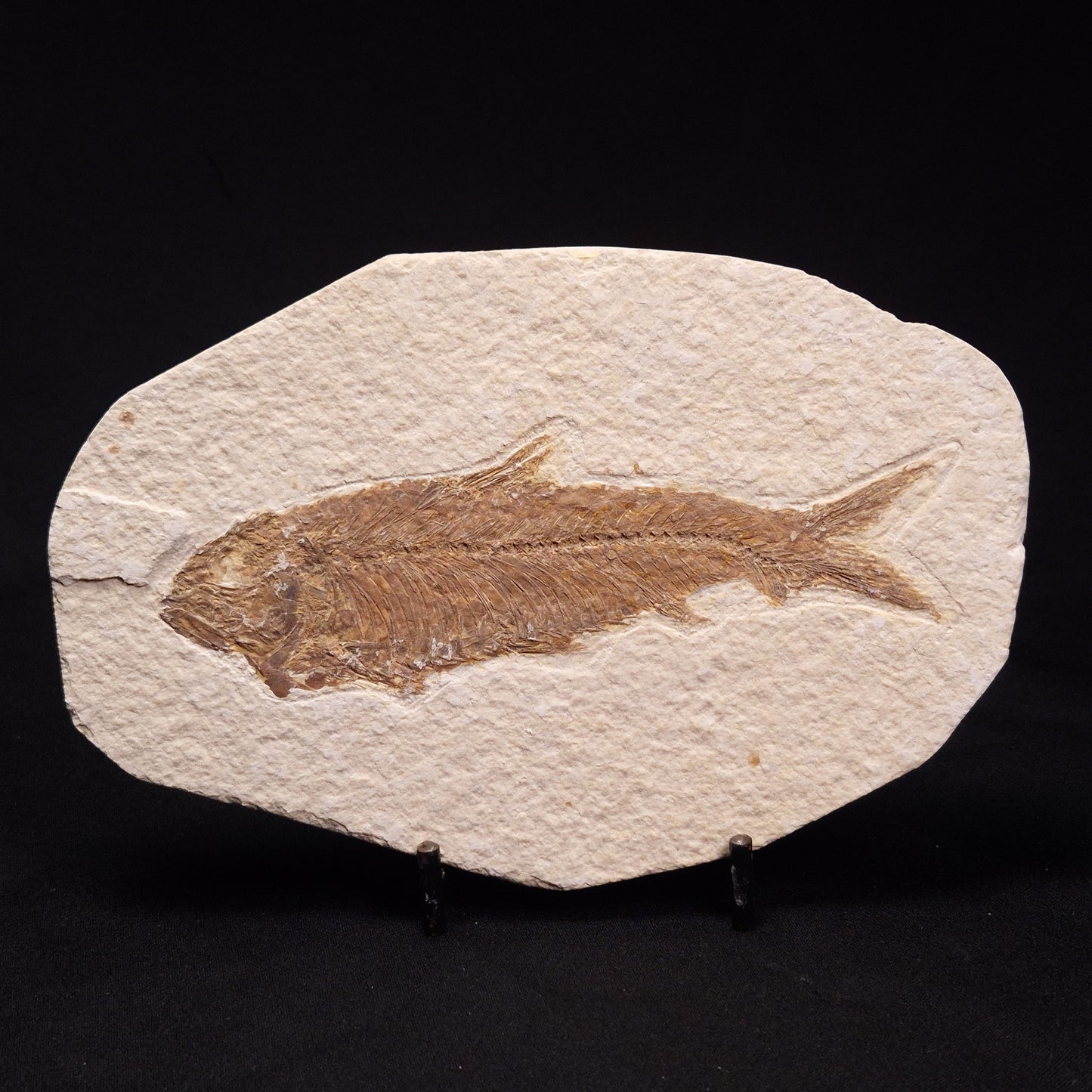 FISH FOSSIL KNIGHTIA ALTA, Eocene, USA XFW002