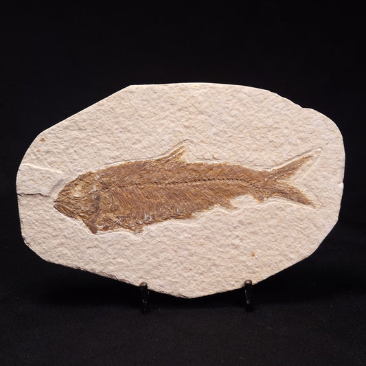 FISH FOSSIL KNIGHTIA ALTA, Eocene, USA XFW002