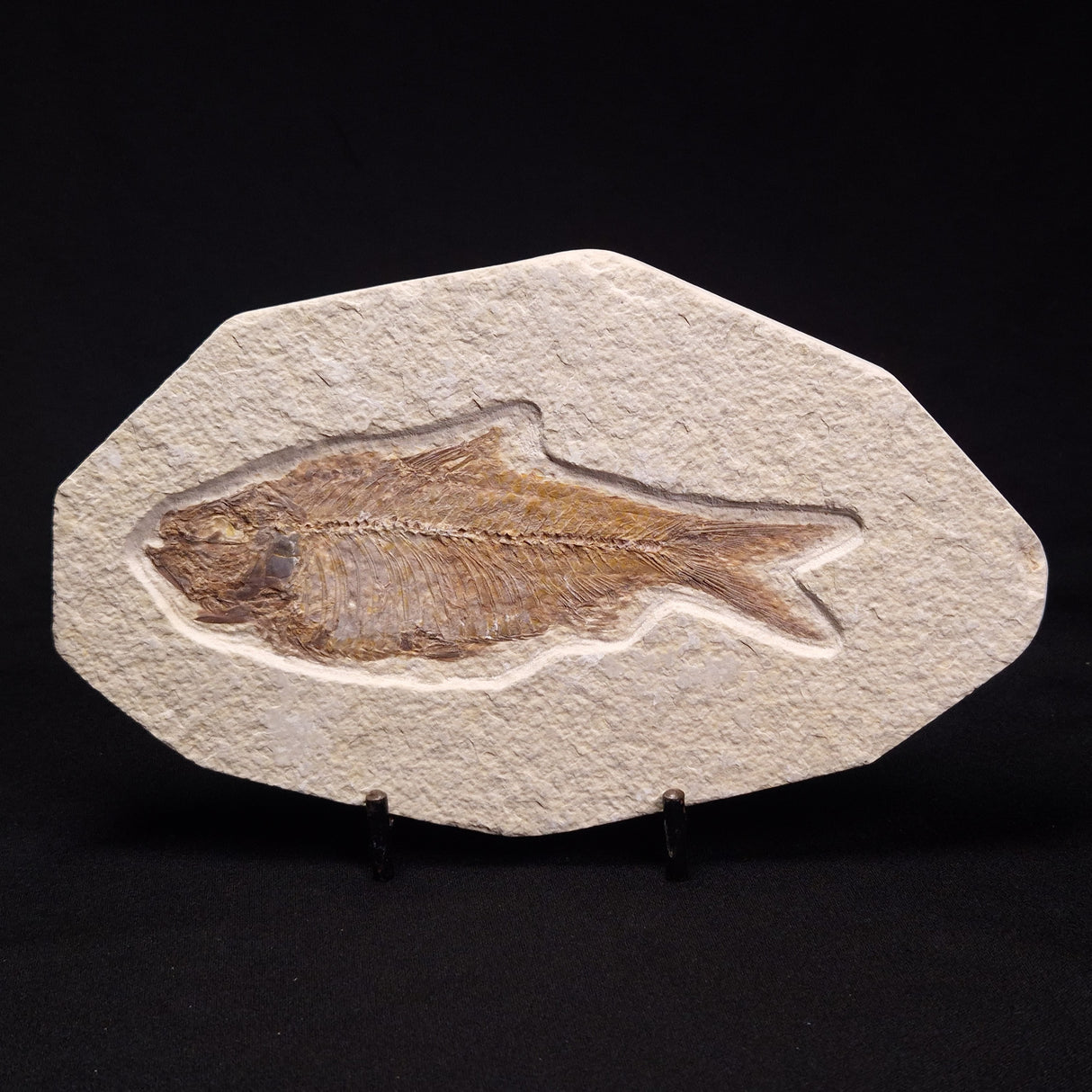 FISH FOSSIL KNIGHTIA ALTA, Eocene, USA XFW003