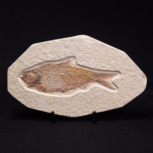 FISH FOSSIL KNIGHTIA ALTA, Eocene, USA XFW003