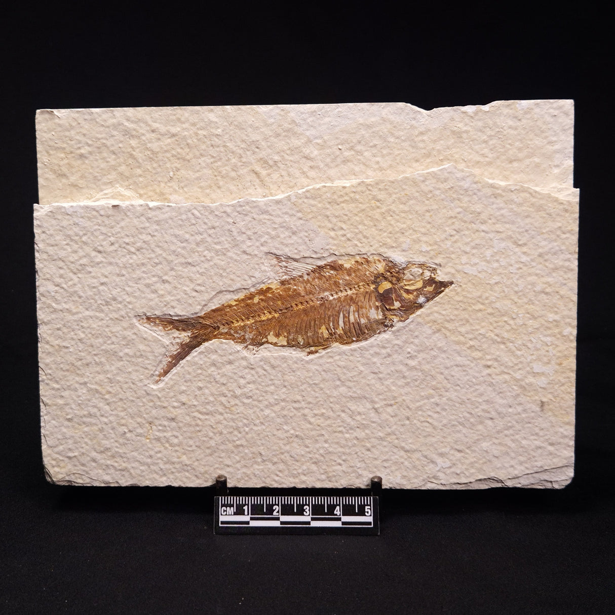 FISH FOSSIL KNIGHTIA ALTA, Eocene, USA XFW004