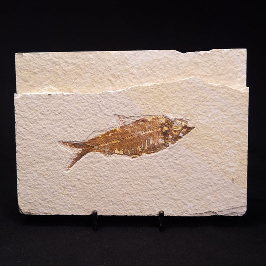 FISH FOSSIL KNIGHTIA ALTA, Eocene, USA XFW004