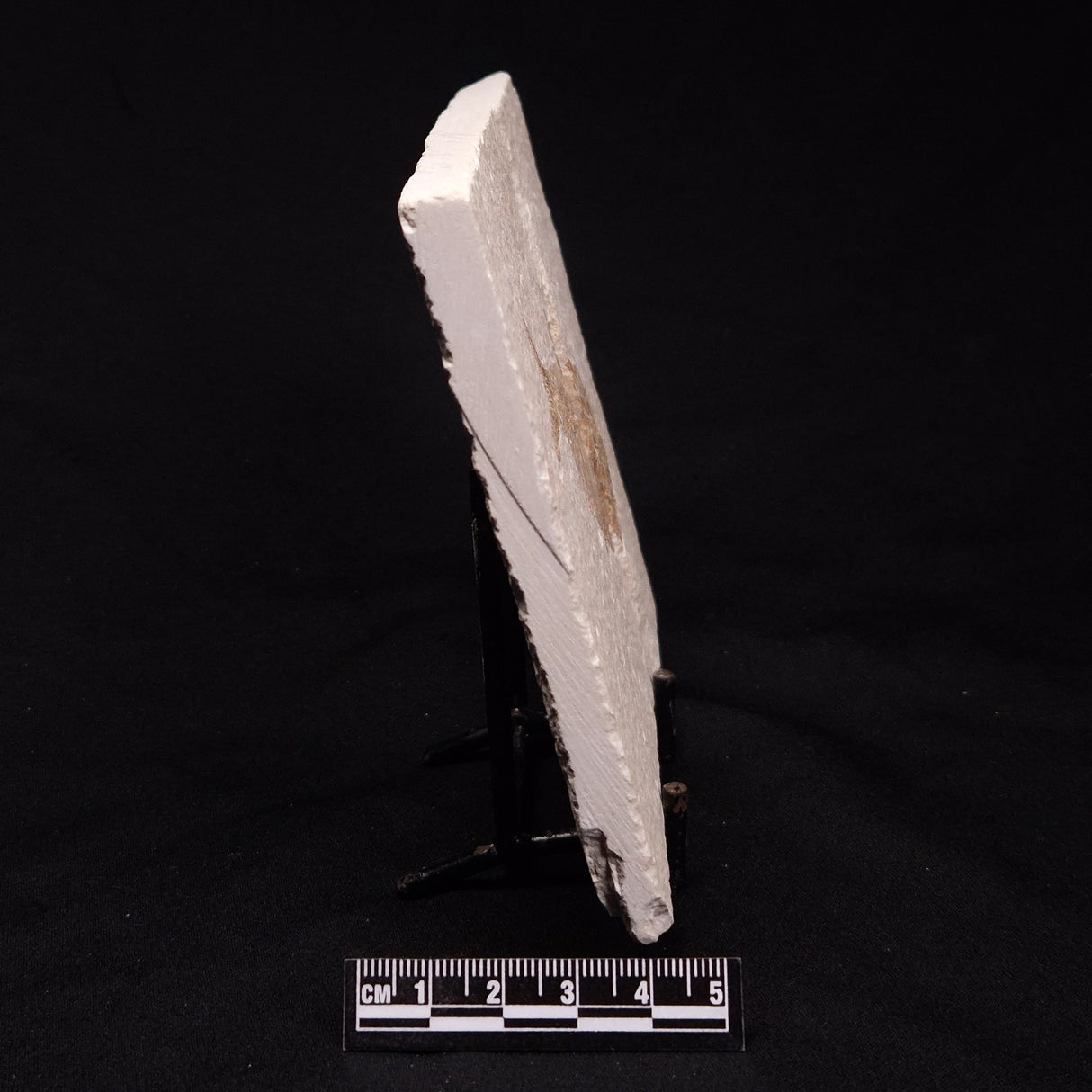 FISH FOSSIL DIPLOMYSTUS DENTATUS, Eocene, USA XFW005