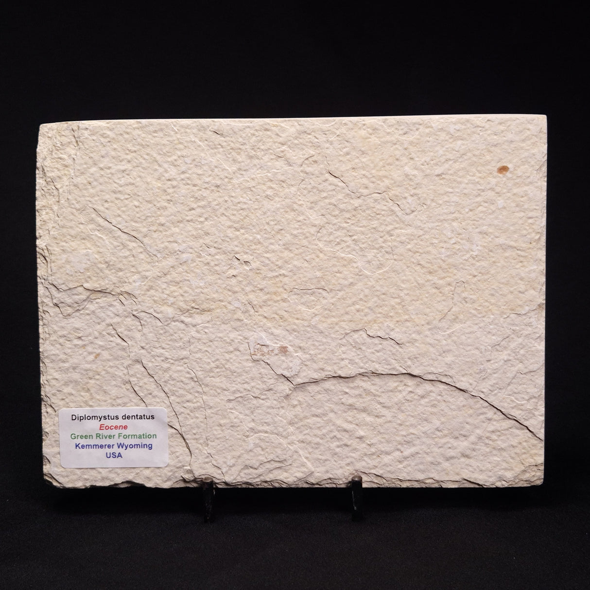 FISH FOSSIL DIPLOMYSTUS DENTATUS, Eocene, USA XFW006