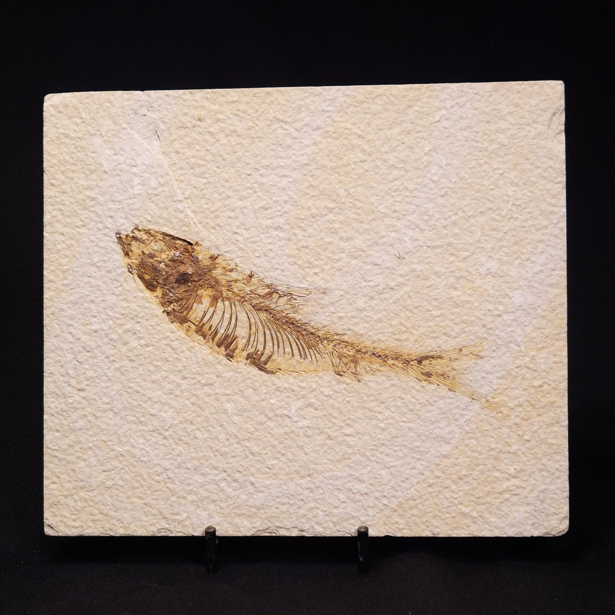 FISH FOSSIL KNIGHTIA ALTA, Eocene, USA XFW007