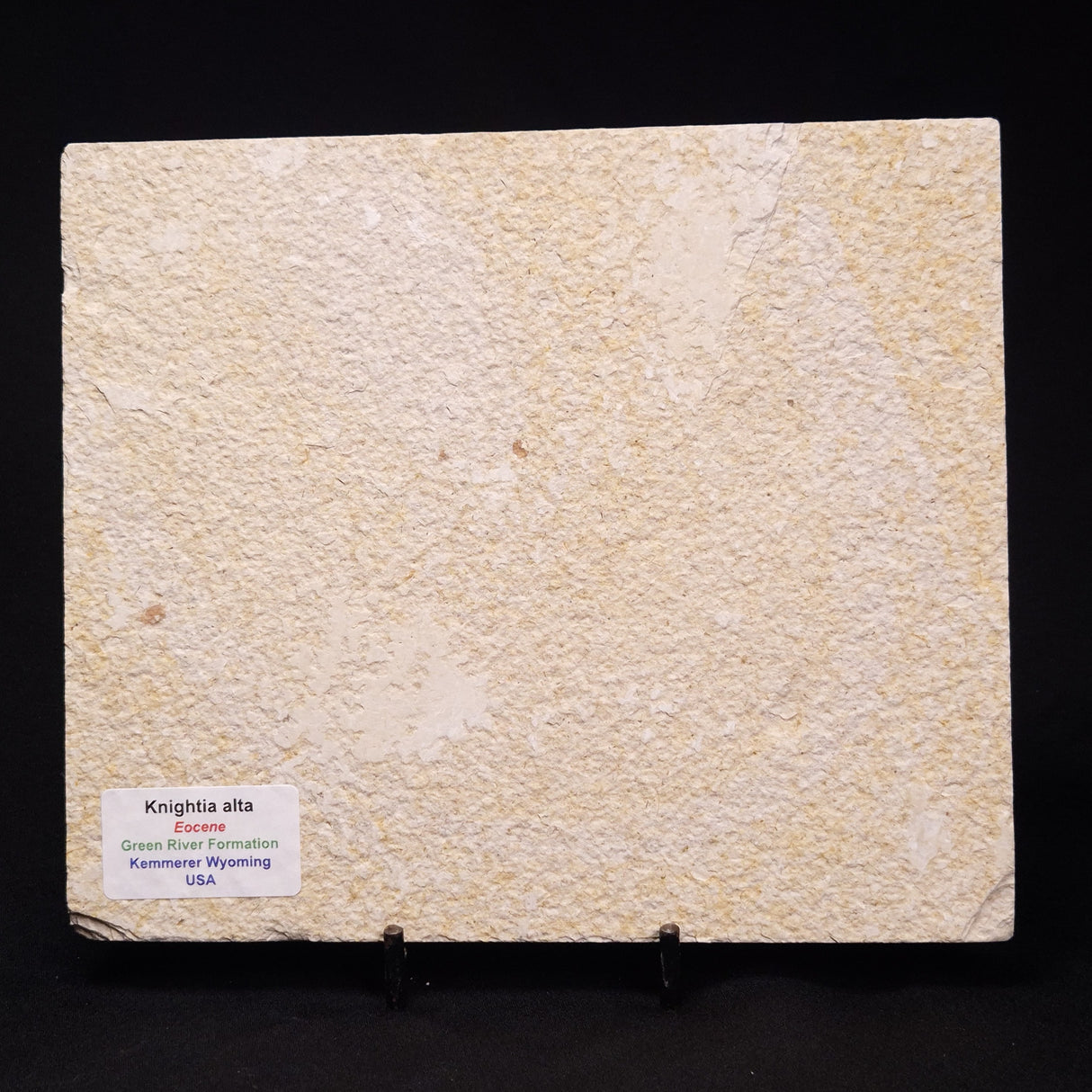 FISH FOSSIL KNIGHTIA ALTA, Eocene, USA XFW007