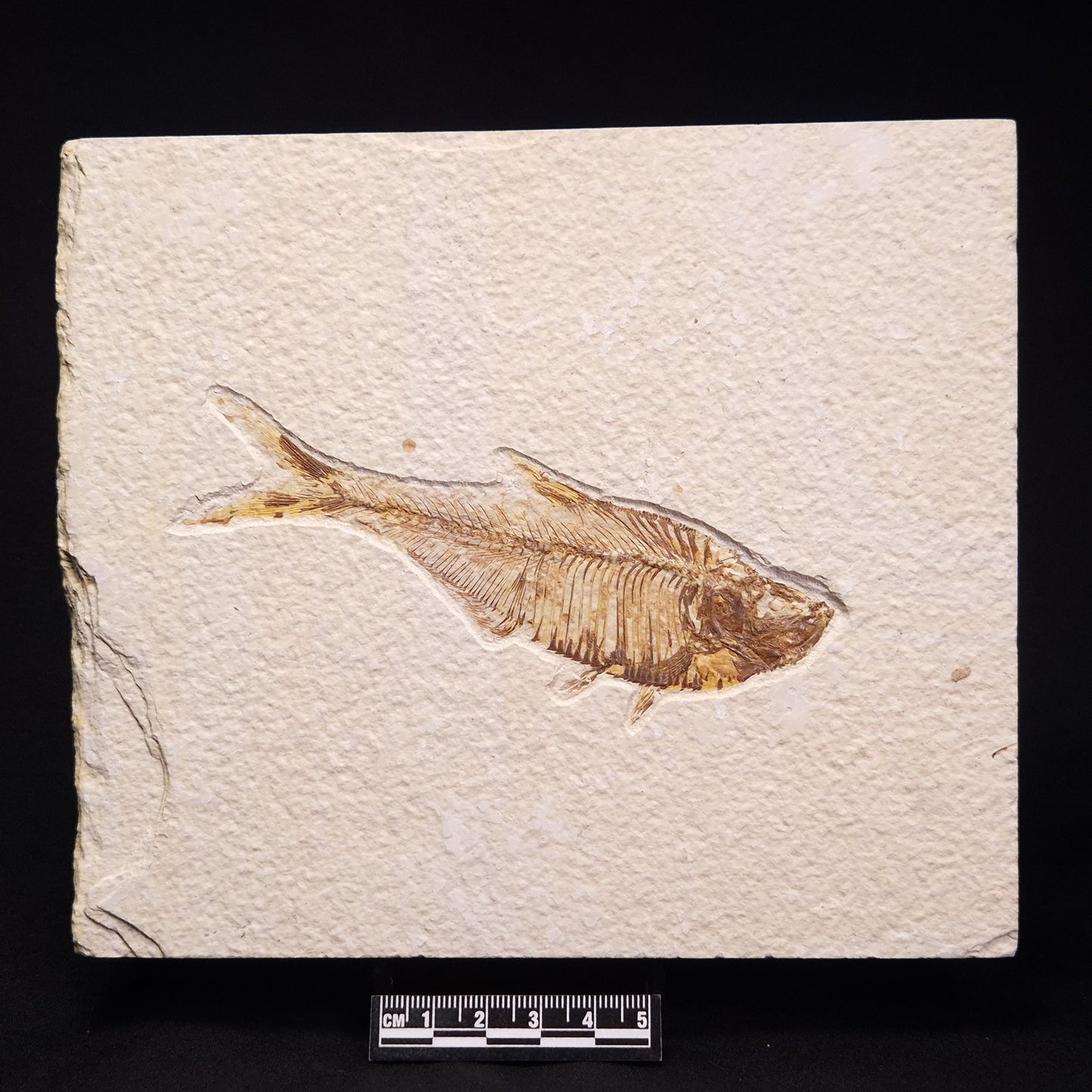 FISH FOSSIL DIPLOMYSTUS DENTATUS, Eocene, USA XFW008