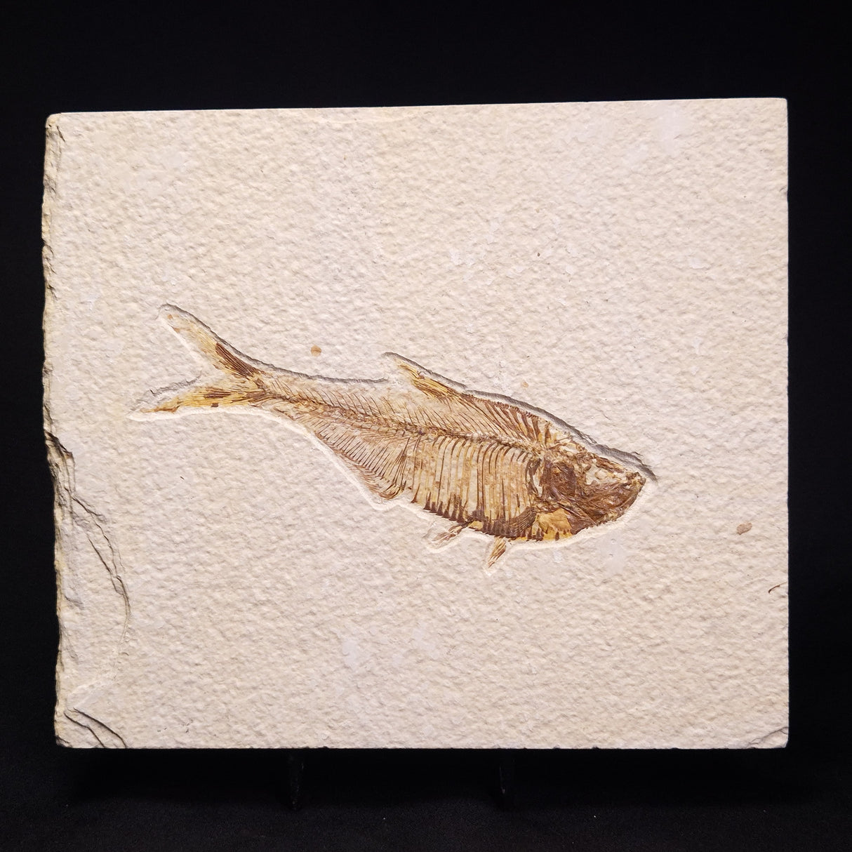 FISH FOSSIL DIPLOMYSTUS DENTATUS, Eocene, USA XFW008