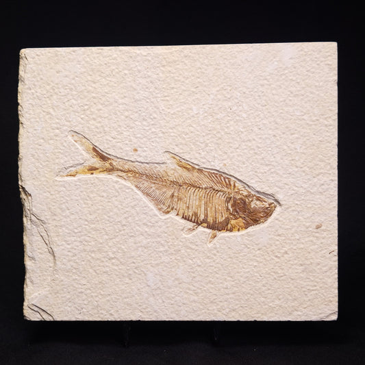 FISH FOSSIL DIPLOMYSTUS DENTATUS, Eocene, USA XFW008