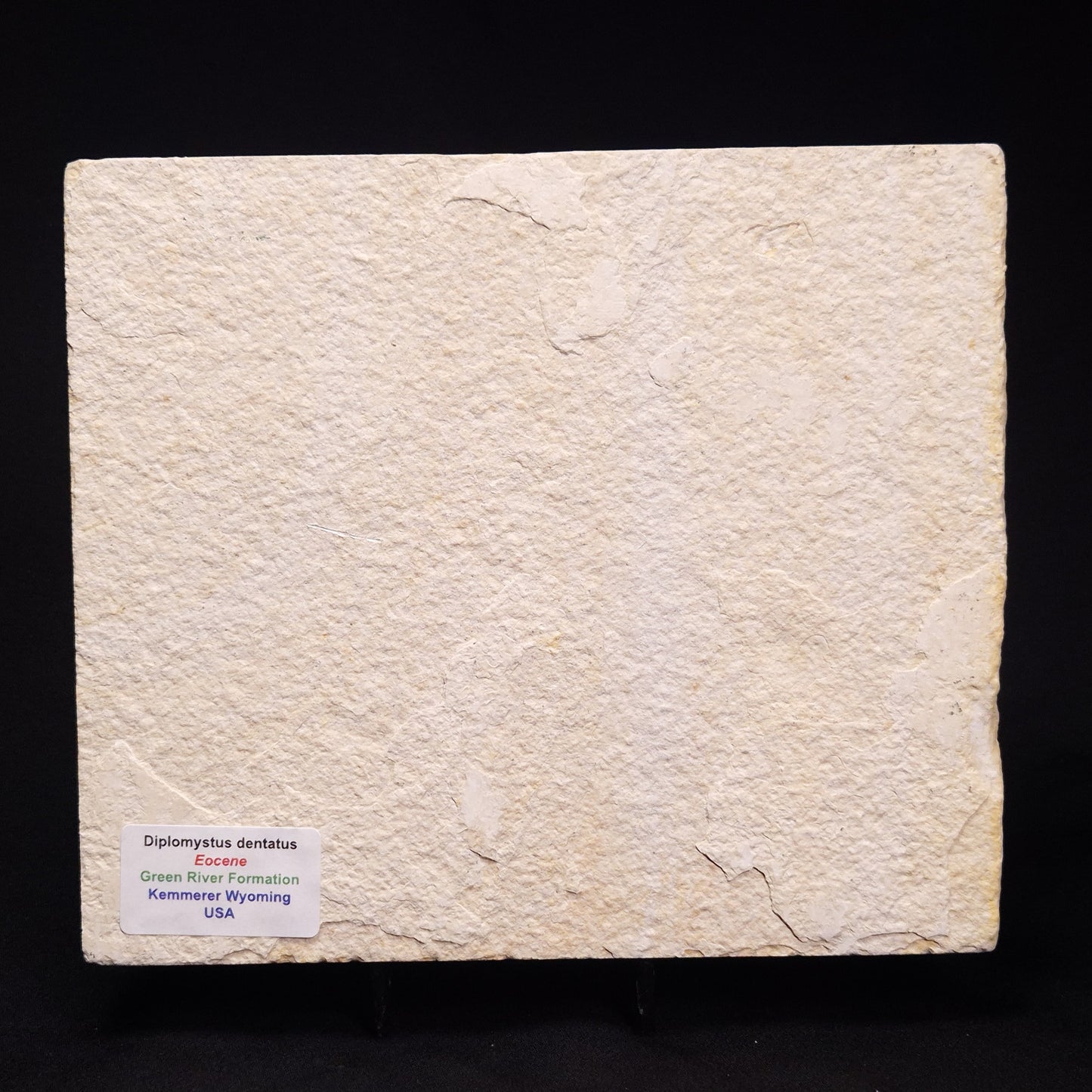 FISH FOSSIL DIPLOMYSTUS DENTATUS, Eocene, USA XFW008