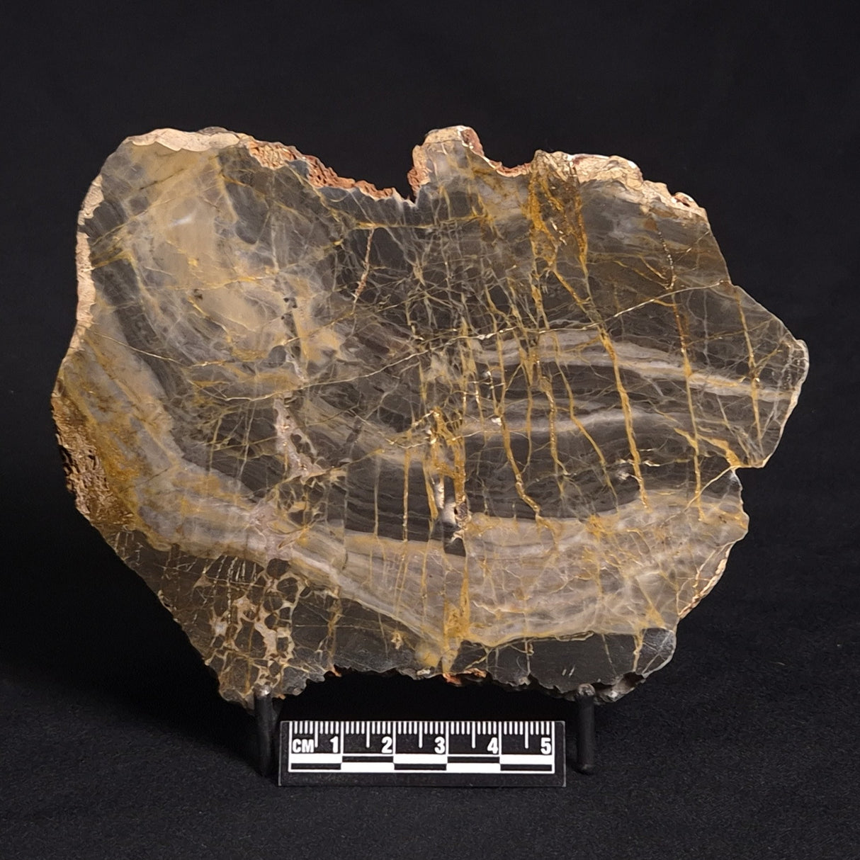 LINELLA AVIS STROMATOLITE, Neoproterozoic, Australia ZLA013