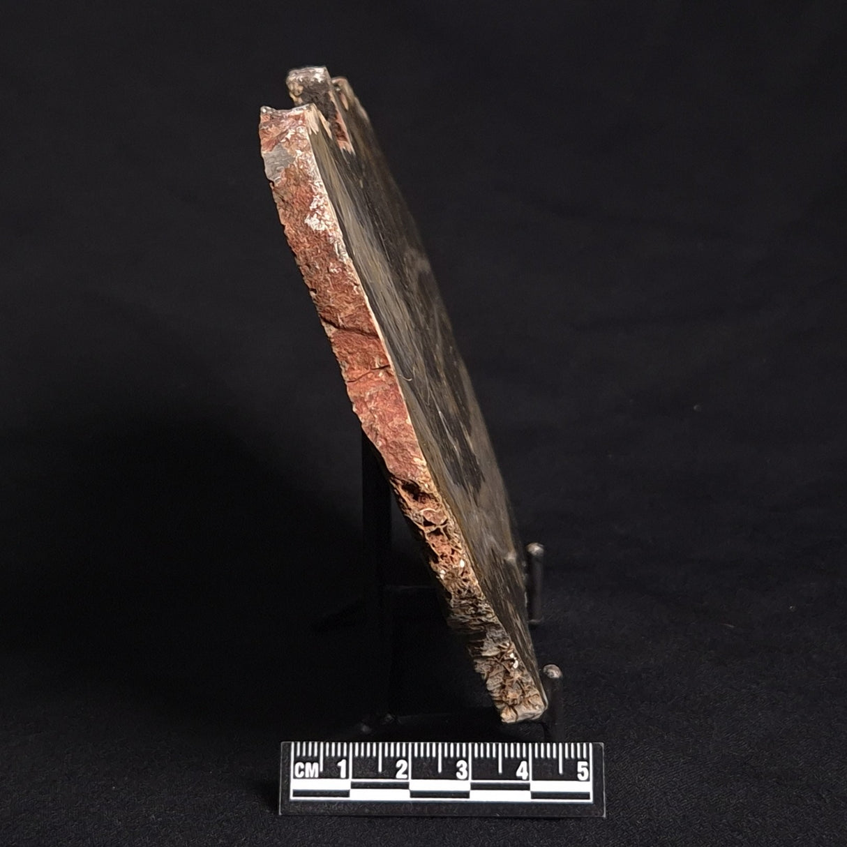 LINELLA AVIS STROMATOLITE, Neoproterozoic, Australia ZLA013