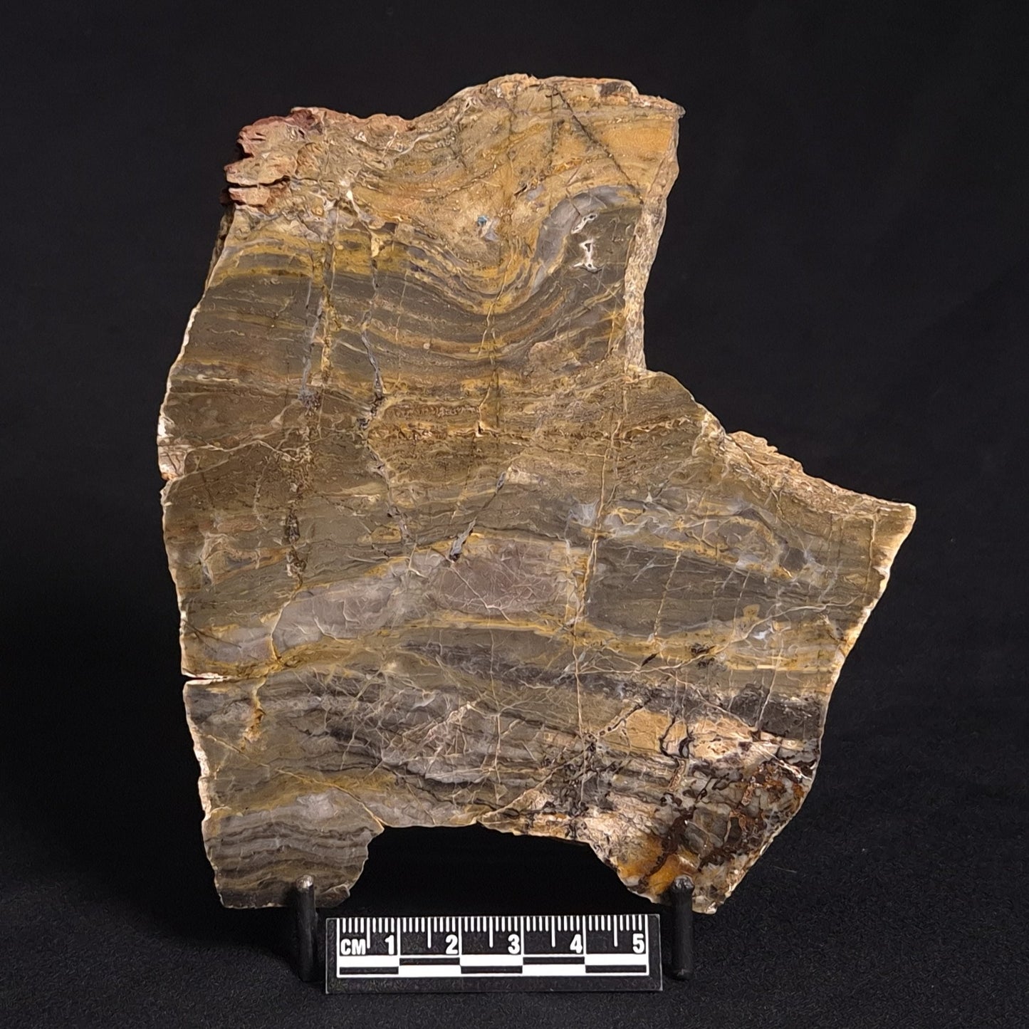 LINELLA AVIS STROMATOLITE, Neoproterozoic, Australia ZLA014