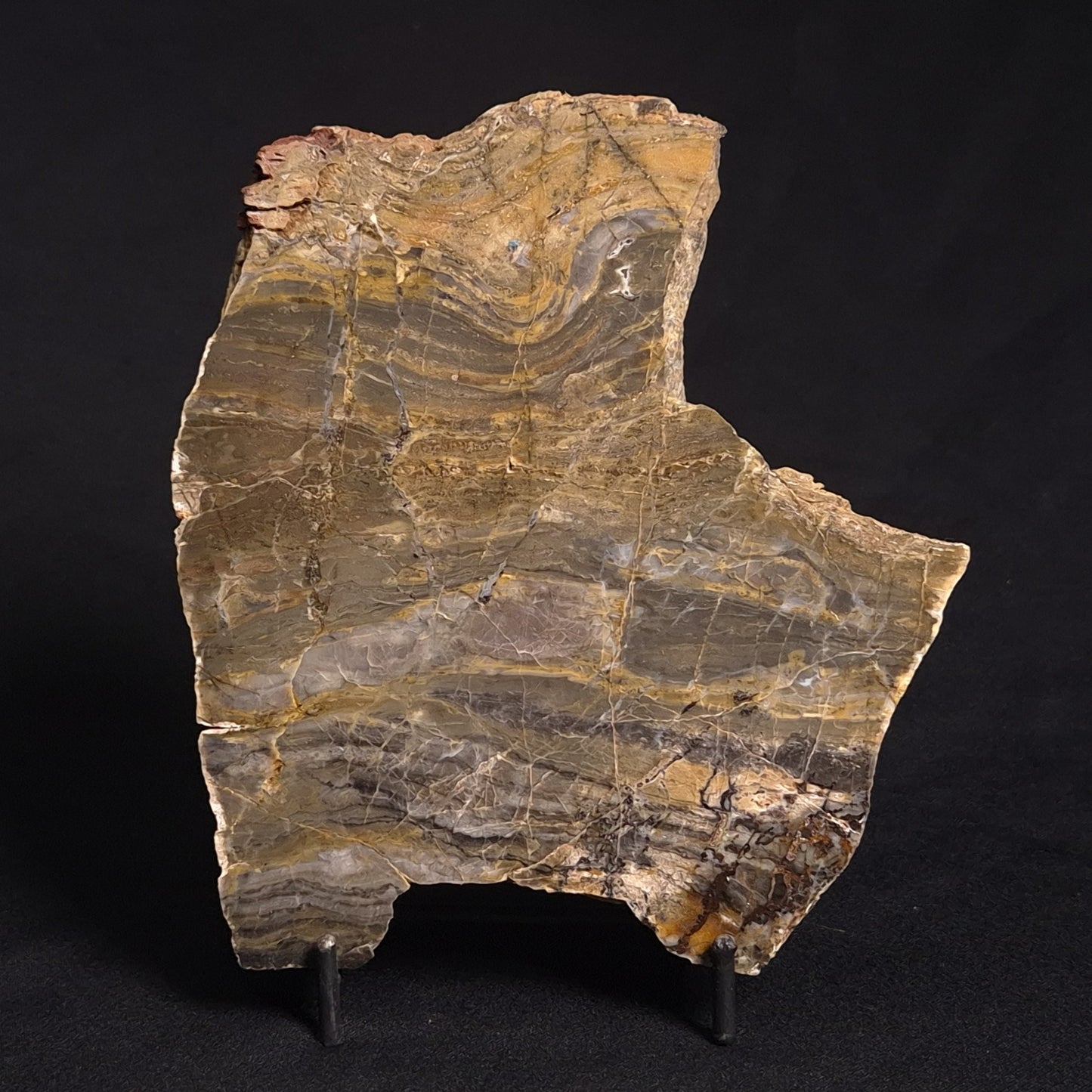 LINELLA AVIS STROMATOLITE, Neoproterozoic, Australia ZLA014