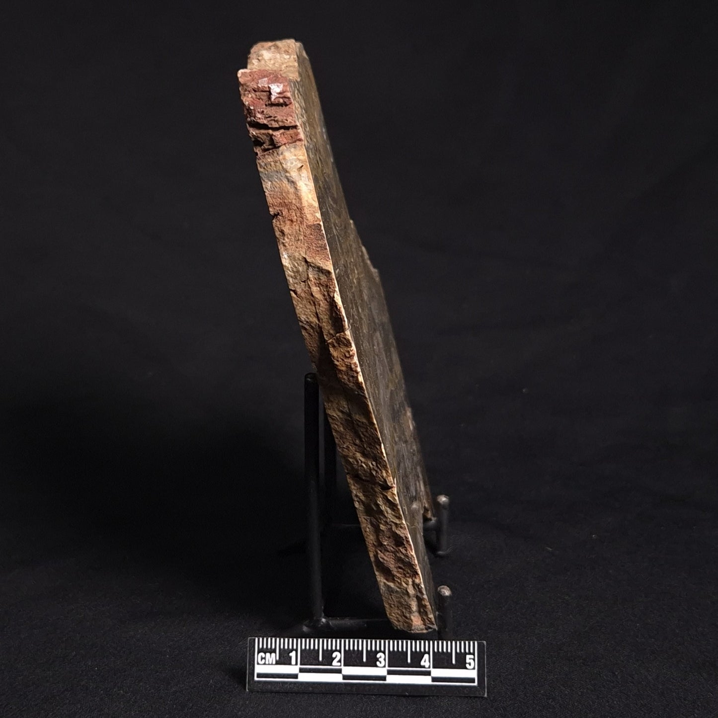 LINELLA AVIS STROMATOLITE, Neoproterozoic, Australia ZLA014