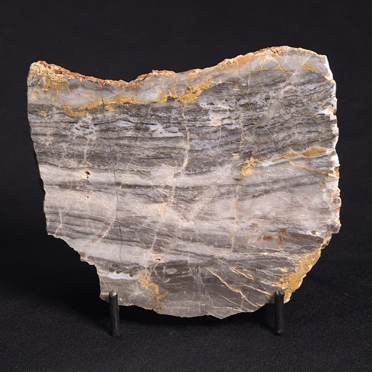 LINELLA AVIS STROMATOLITE, Neoproterozoic, Australia ZLA015