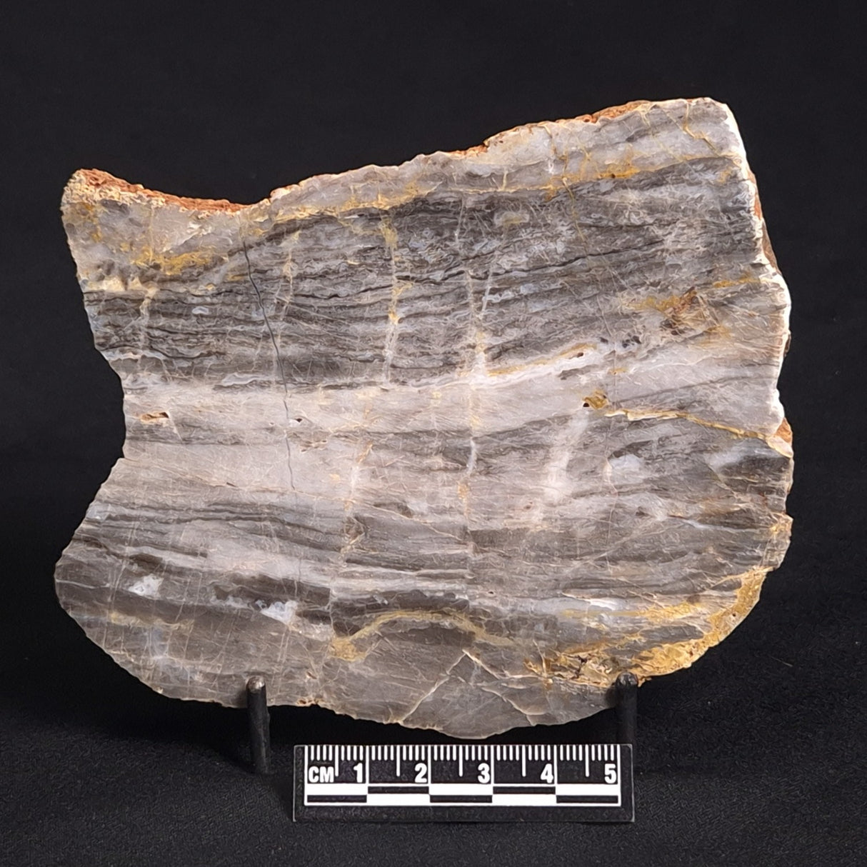 LINELLA AVIS STROMATOLITE, Neoproterozoic, Australia ZLA016