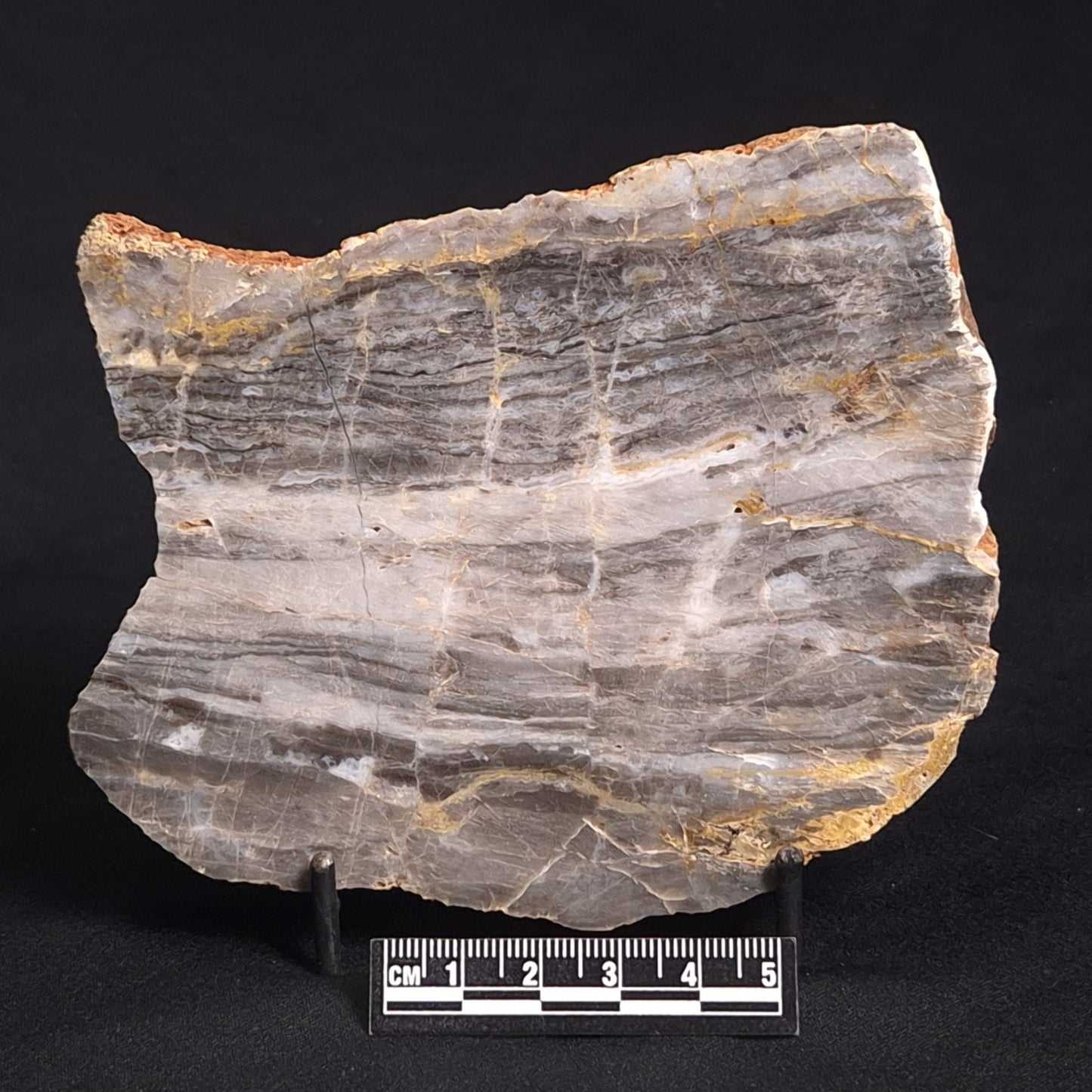 LINELLA AVIS STROMATOLITE, Neoproterozoic, Australia ZLA016