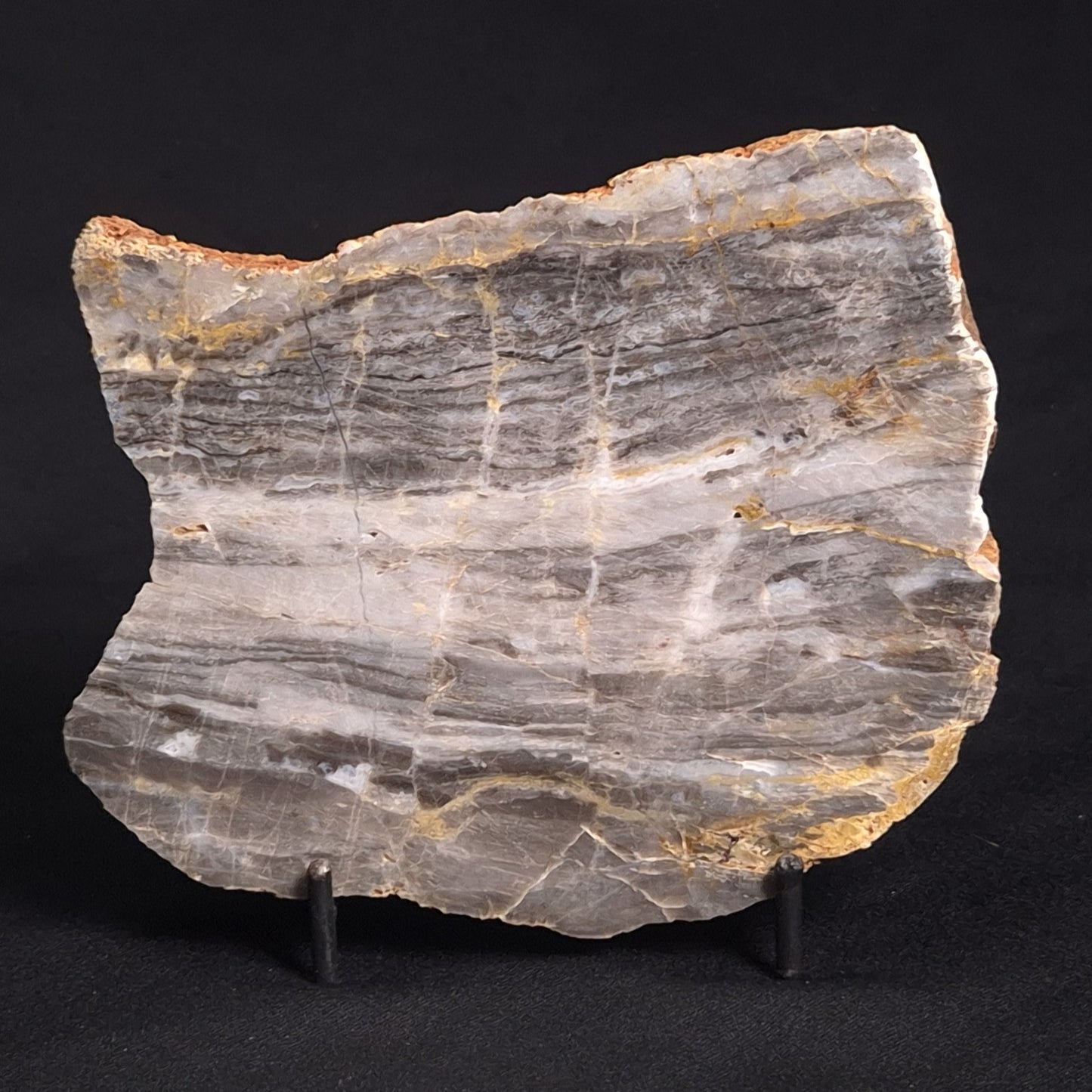 LINELLA AVIS STROMATOLITE, Neoproterozoic, Australia ZLA016