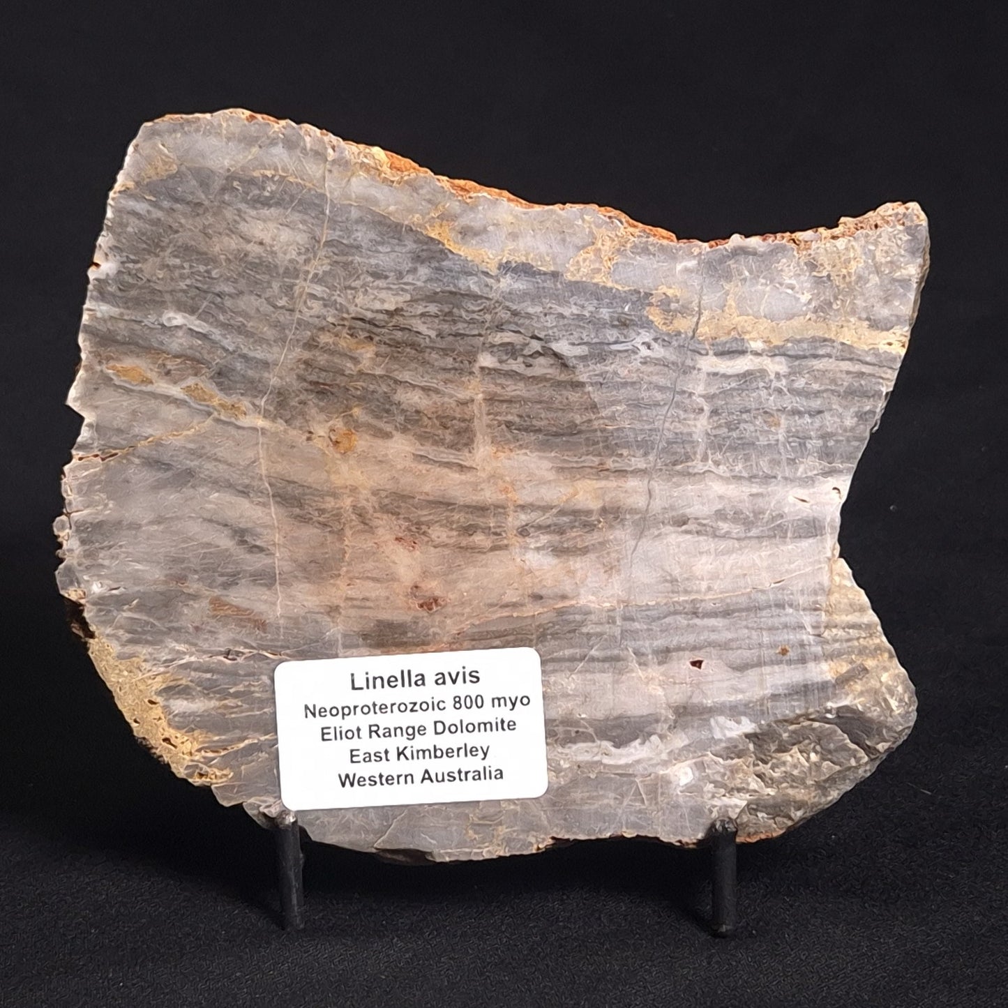 LINELLA AVIS STROMATOLITE, Neoproterozoic, Australia ZLA016