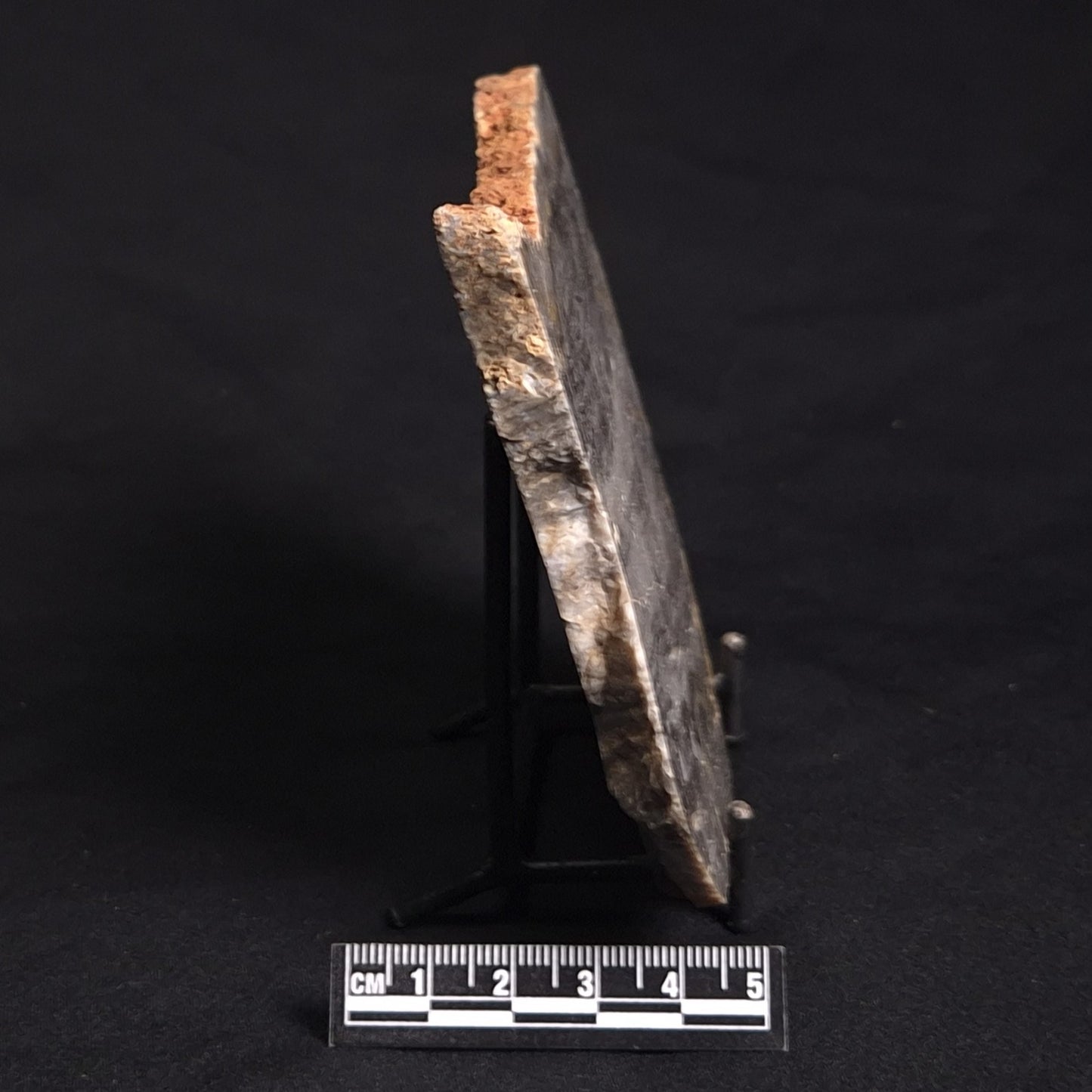 LINELLA AVIS STROMATOLITE, Neoproterozoic, Australia ZLA016