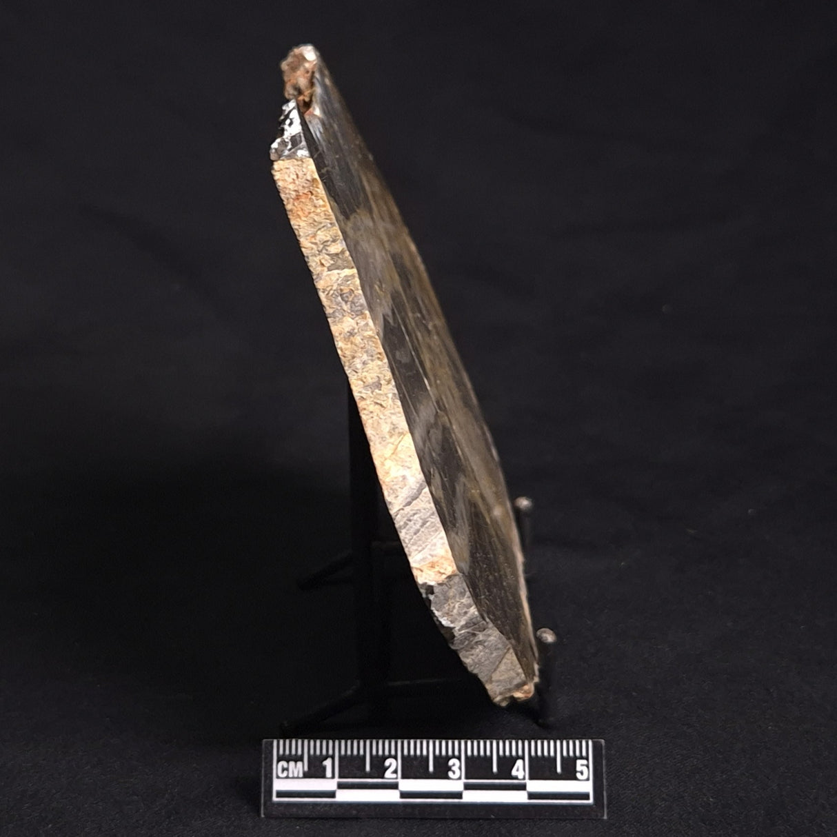 LINELLA AVIS STROMATOLITE, Neoproterozoic, Australia ZLA017