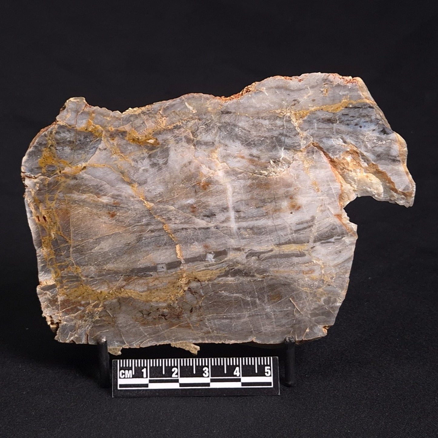 LINELLA AVIS STROMATOLITE, Neoproterozoic, Australia ZLA018