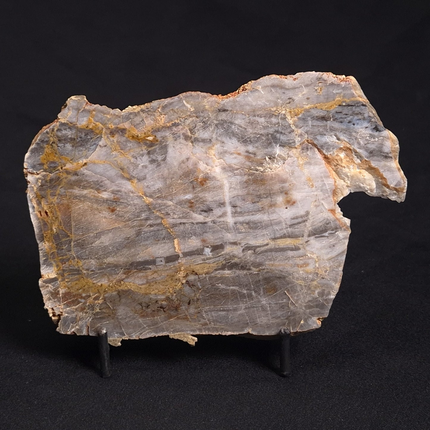 LINELLA AVIS STROMATOLITE, Neoproterozoic, Australia ZLA018